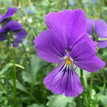 Viola corsica