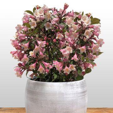 Weigelia Vintage Love