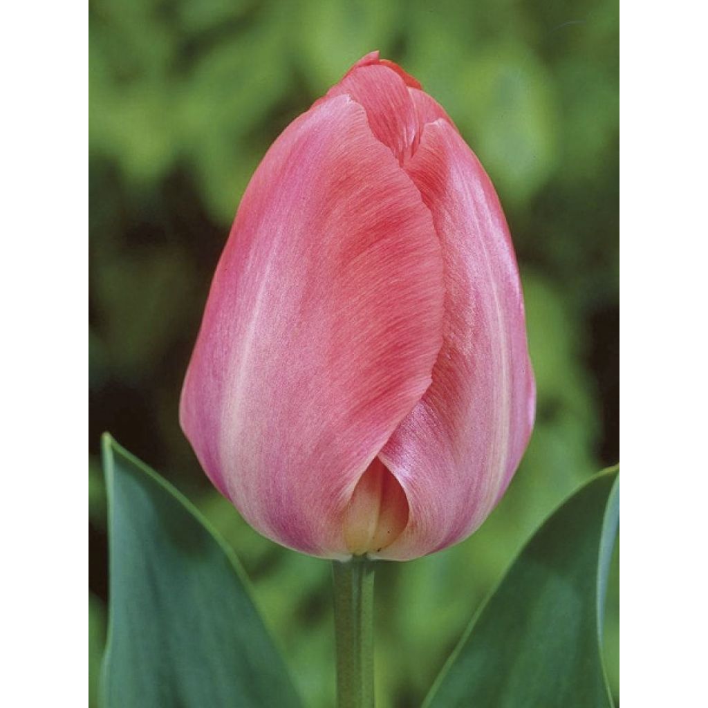 Tulipano Darwin Van Eijk