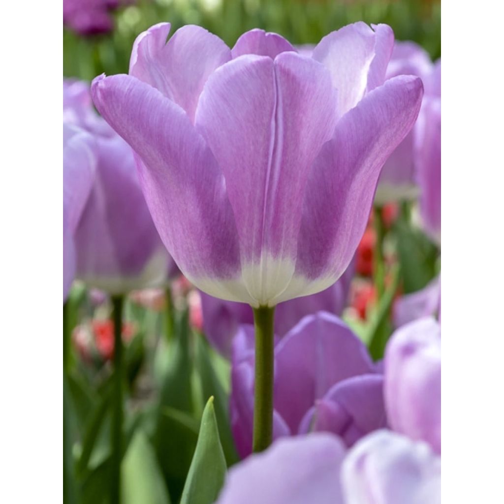 Tulipano Trionfo Magic Lavender