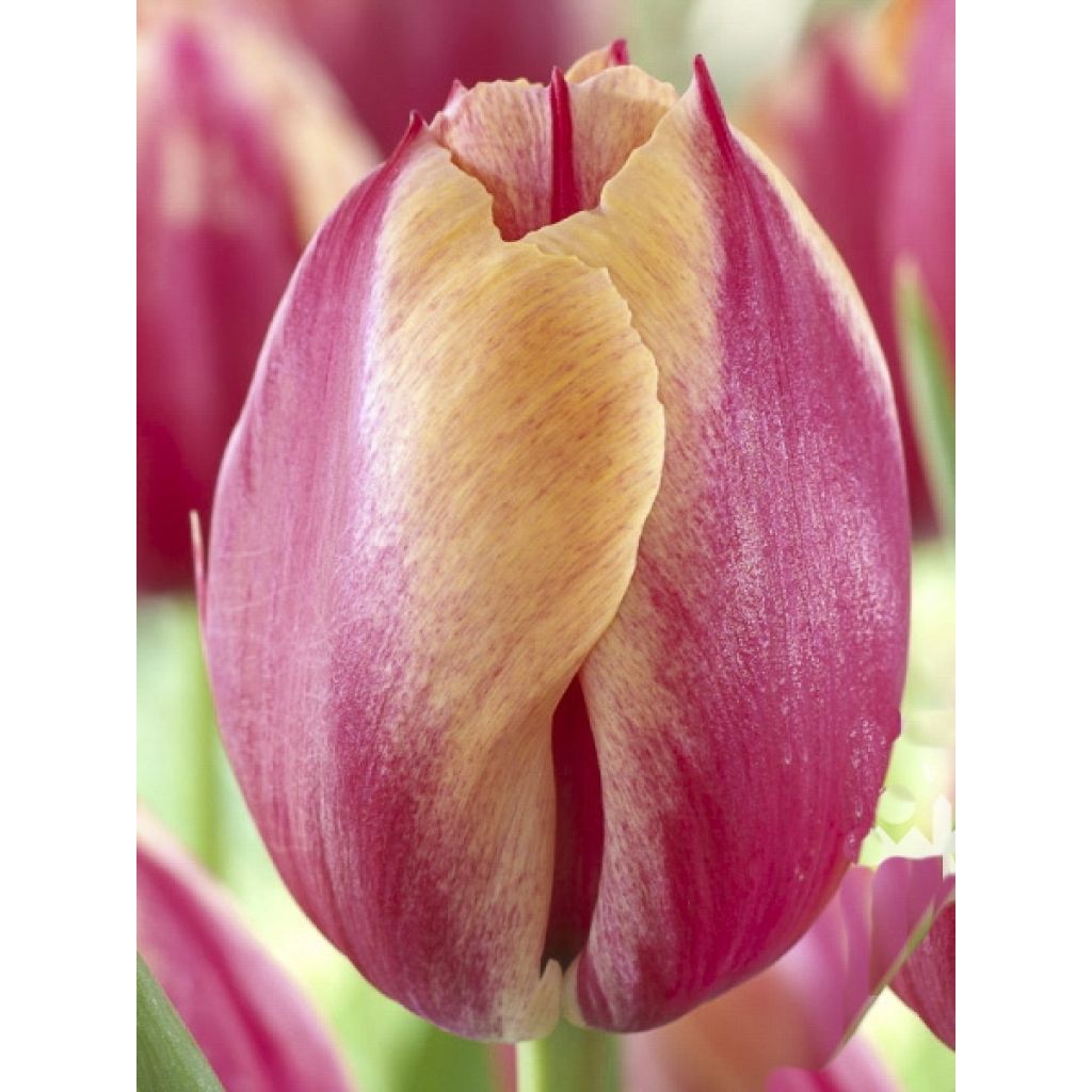 Tulipano Trionfo Augusta Taurinorum