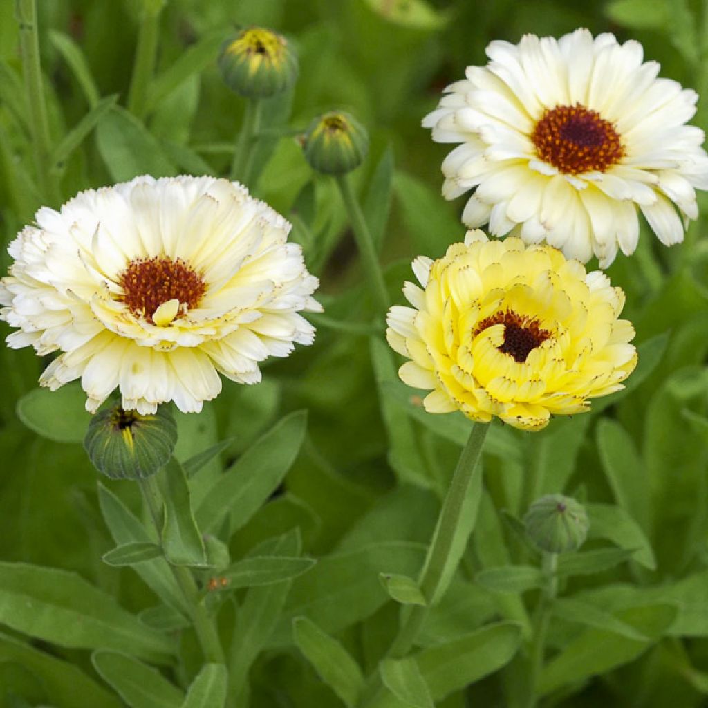 Calendula officinalis Snow Princess - Fiorrancio