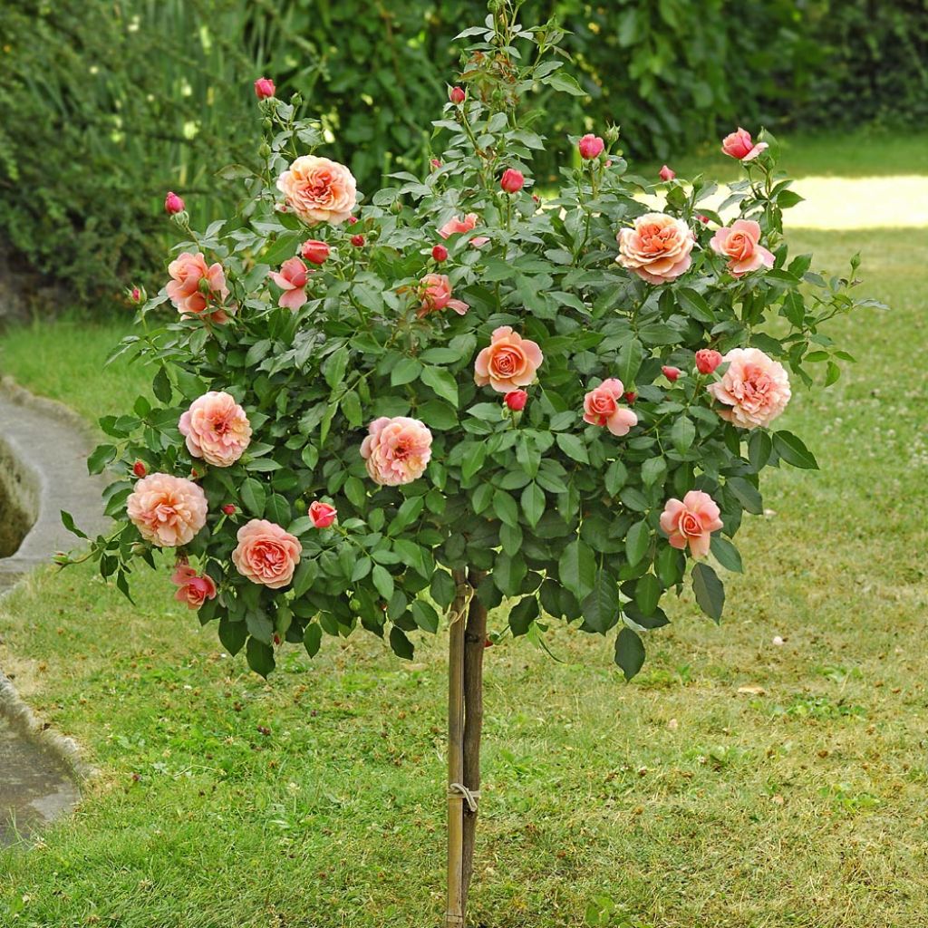 Rosa ad alberello Botticelli