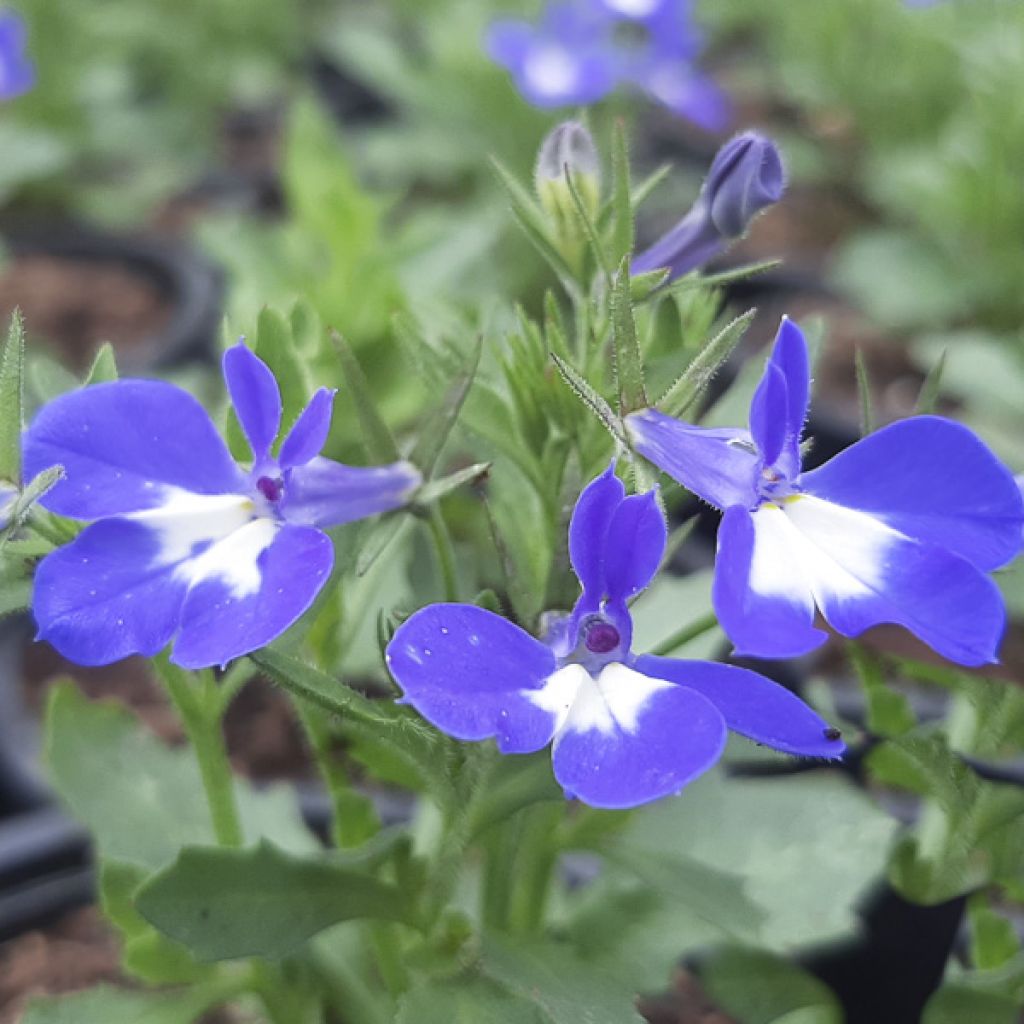 Lobelia Hot Bavaria