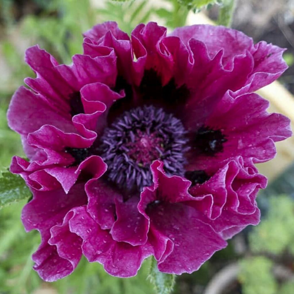 Papaver orientale Harlem