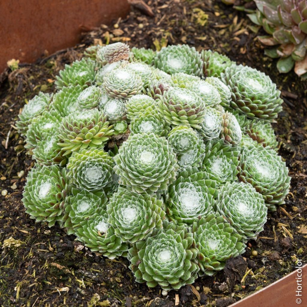 Sempervivum Chick Charms Cotton Candy - Semprevivo