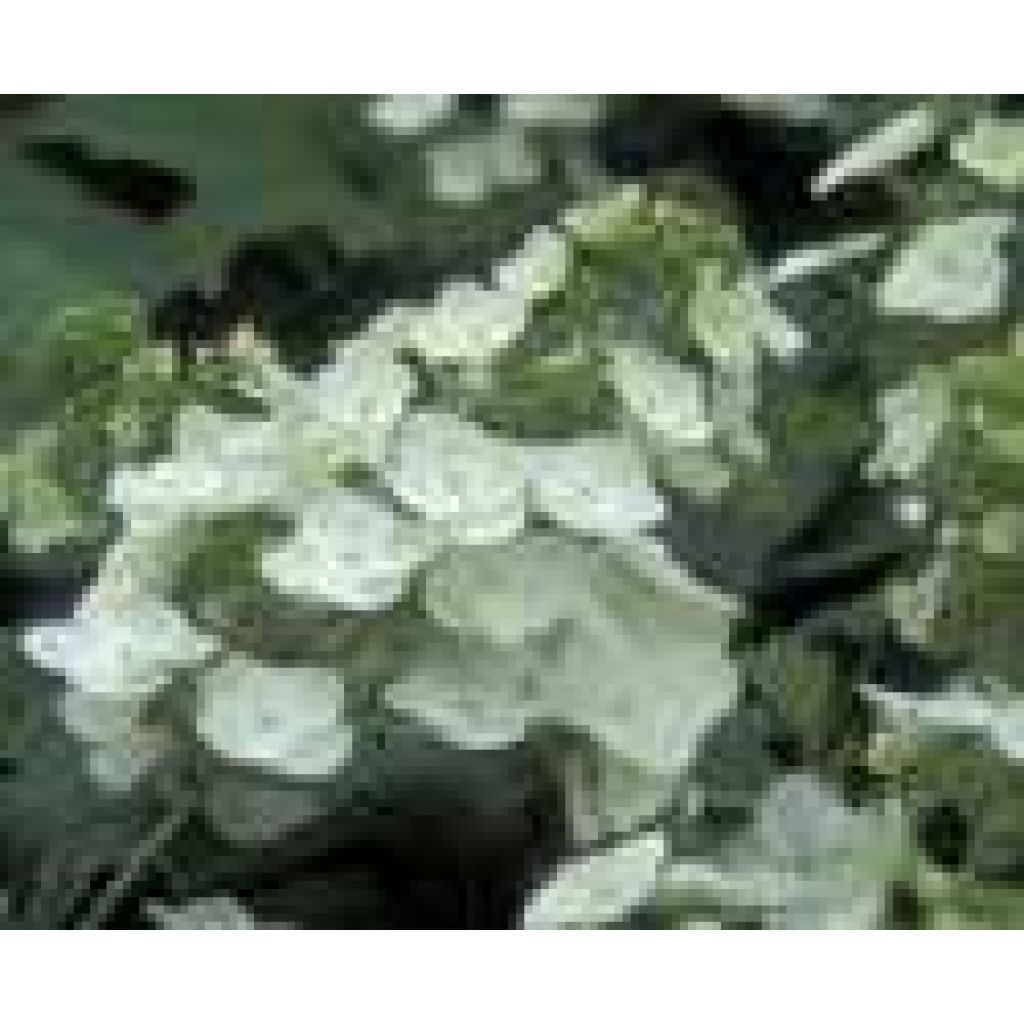 Hydrangea quercifolia Applause - Ortensia a foglie di quercia