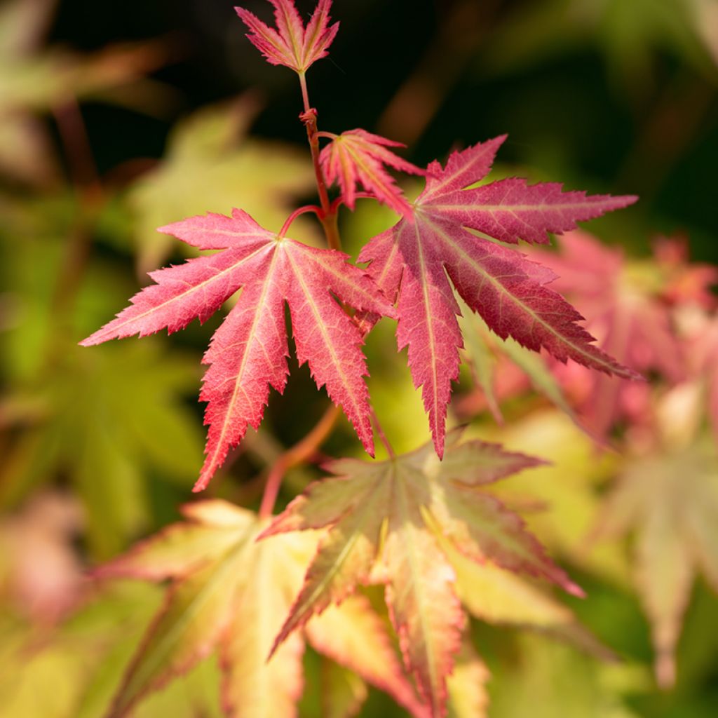 Acer palmatum Orange Dream - Acero giapponese