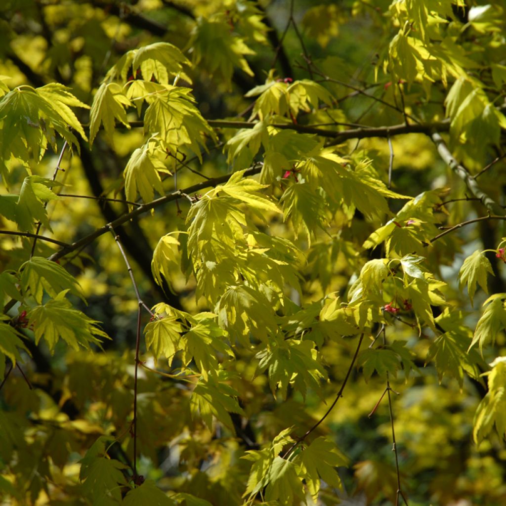 Acer palmatum Orange Dream - Acero giapponese