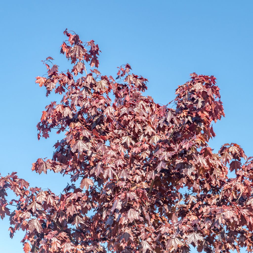 Acer platanoides Crimson Sentry - Acero riccio