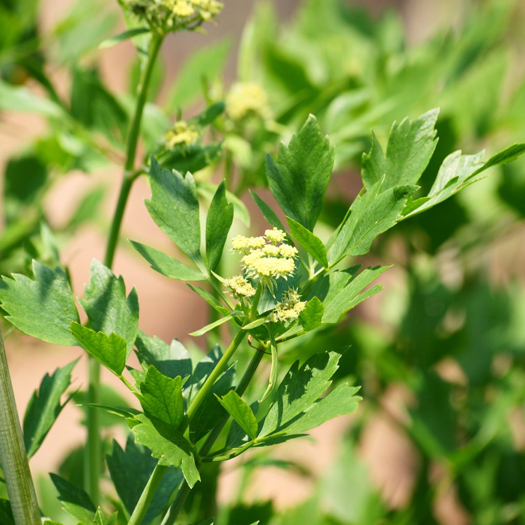 Levisticum officinale - Levistico