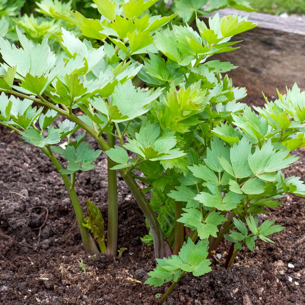 Levisticum officinale - Levistico