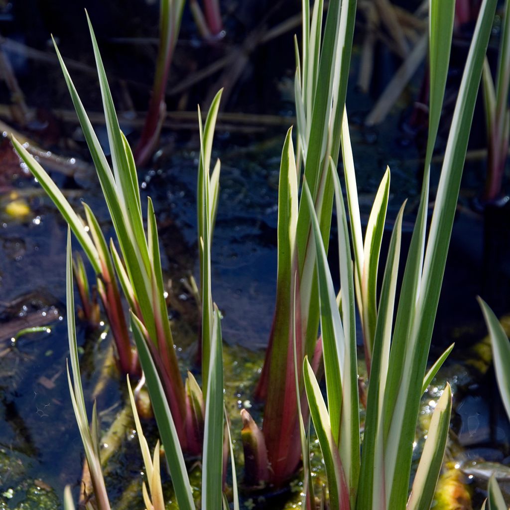 Acorus calamus Variegatus - Calamo aromatico