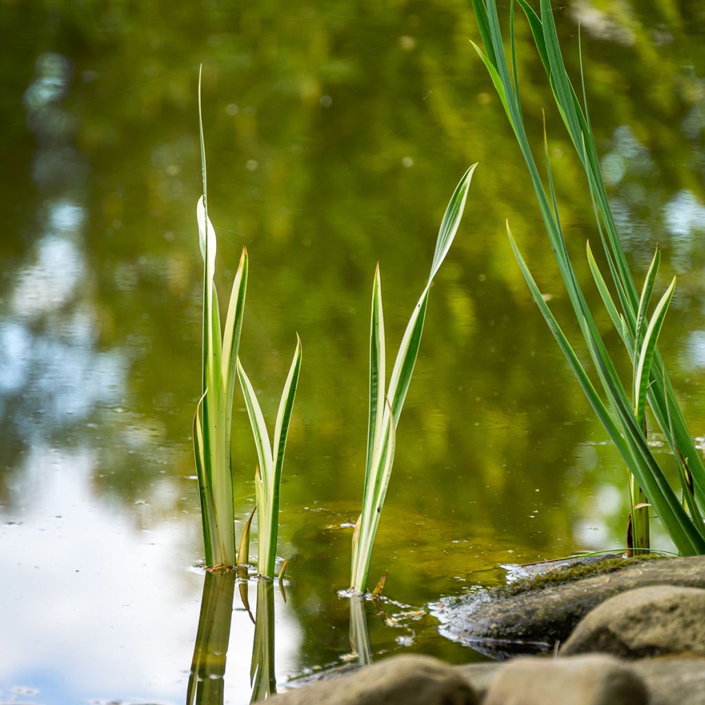 Acorus calamus Variegatus - Calamo aromatico