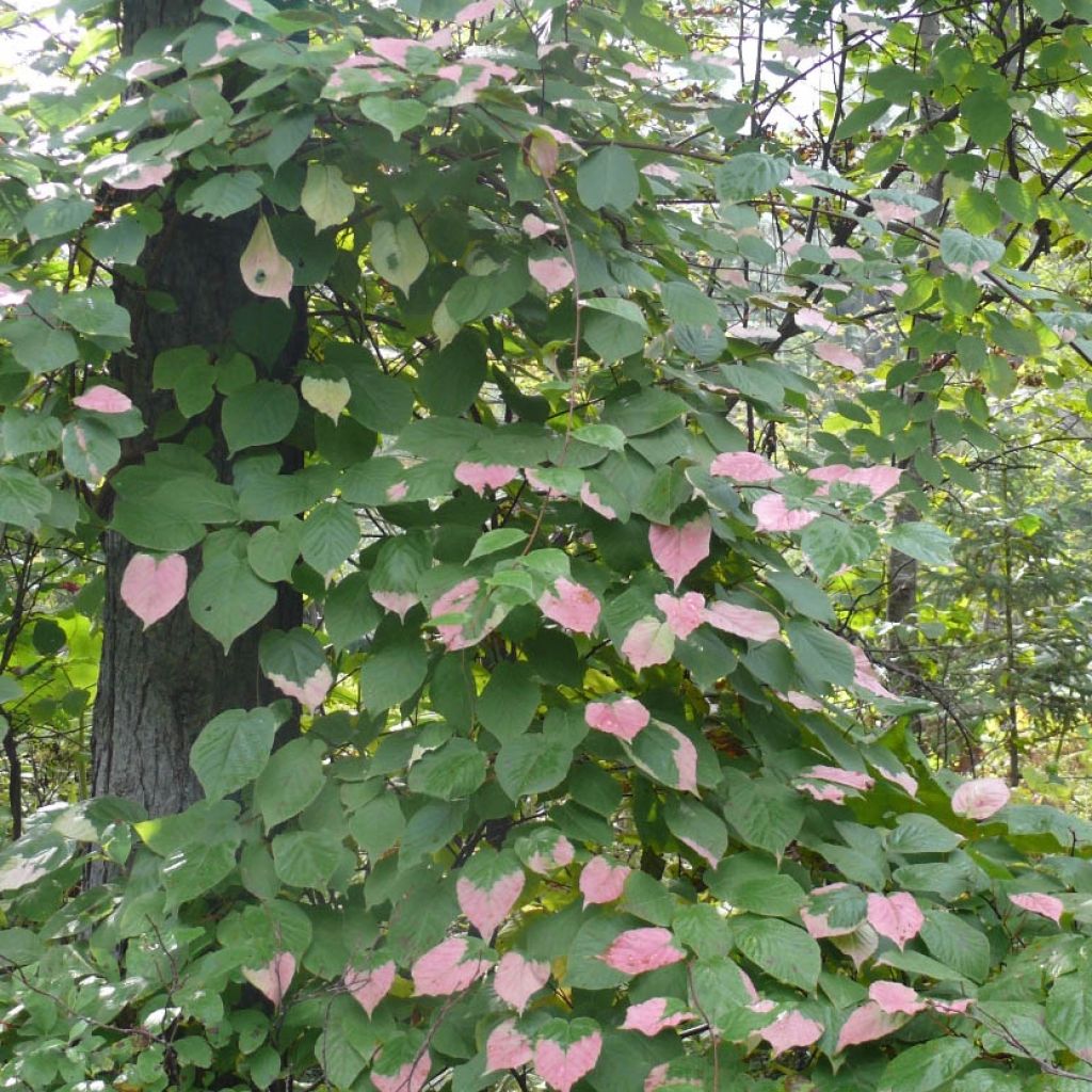 Actinidia kolomikta Eve - Kiwi d'ornement femelle