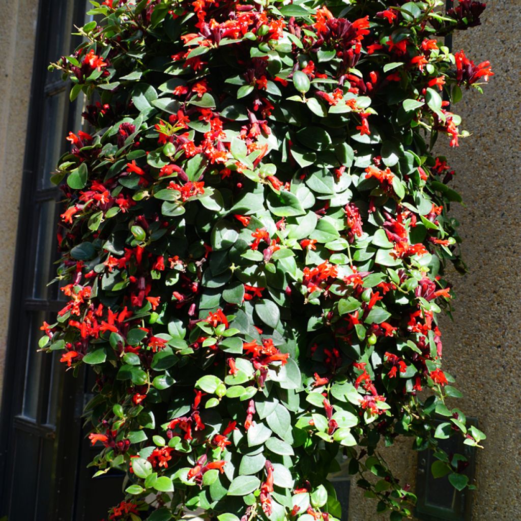 Aeschynanthus Mona Lisa - Escinanto