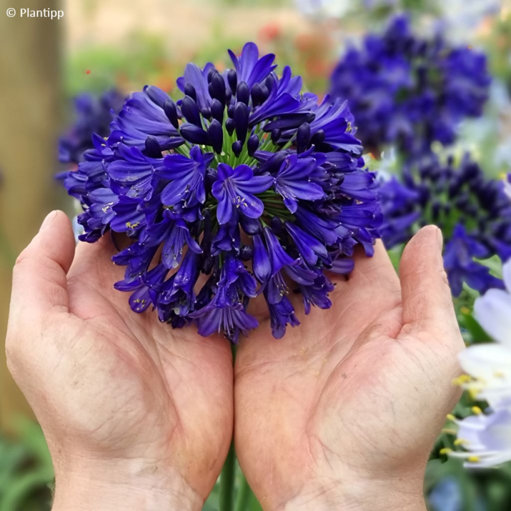 Agapanthus Midnight Sky