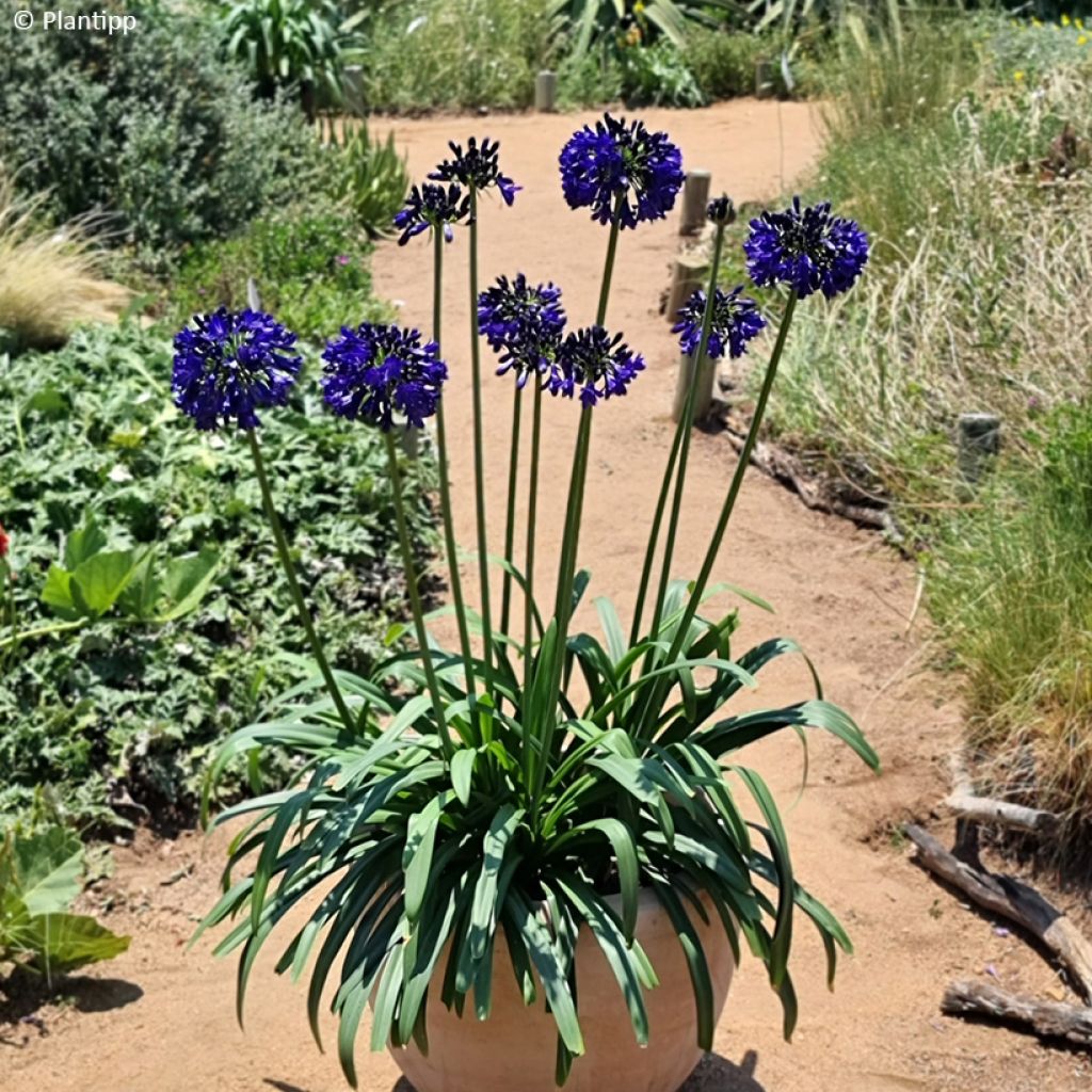Agapanthus Midnight Sky