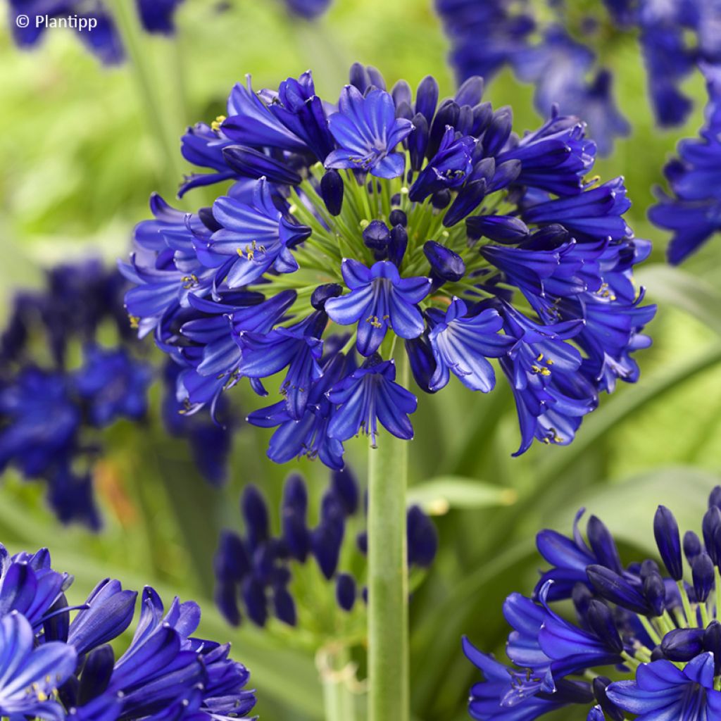 Agapanthus Midnight Sky