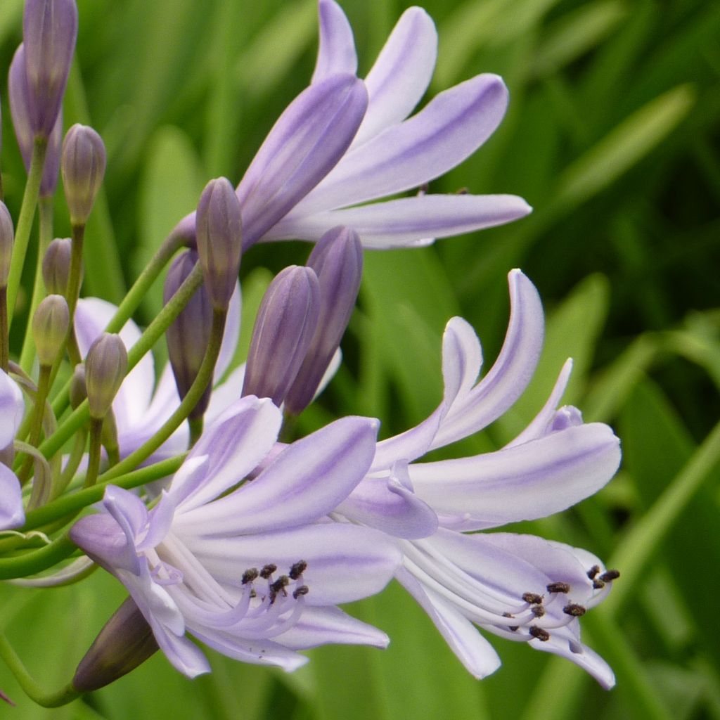 Agapanthe - Agapanthus Megan s Mauve