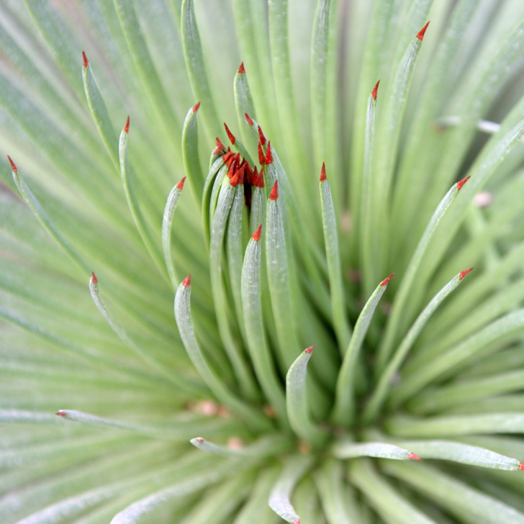 Agave stricta