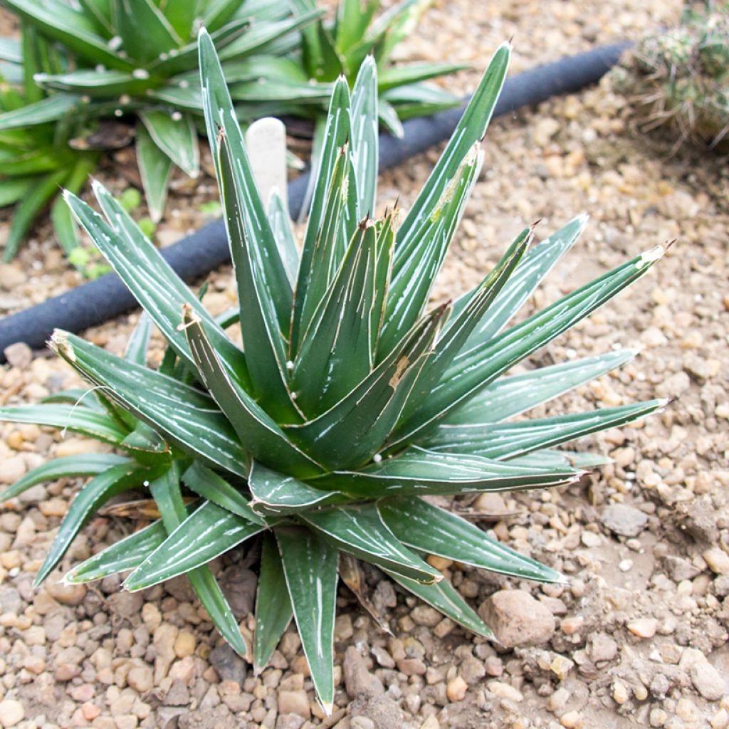 Agave victoriae-reginae