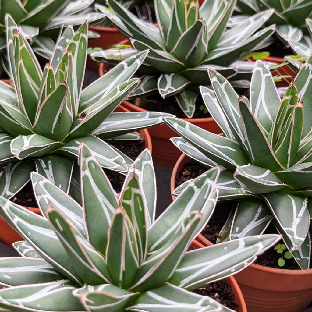 Agave victoriae-reginae