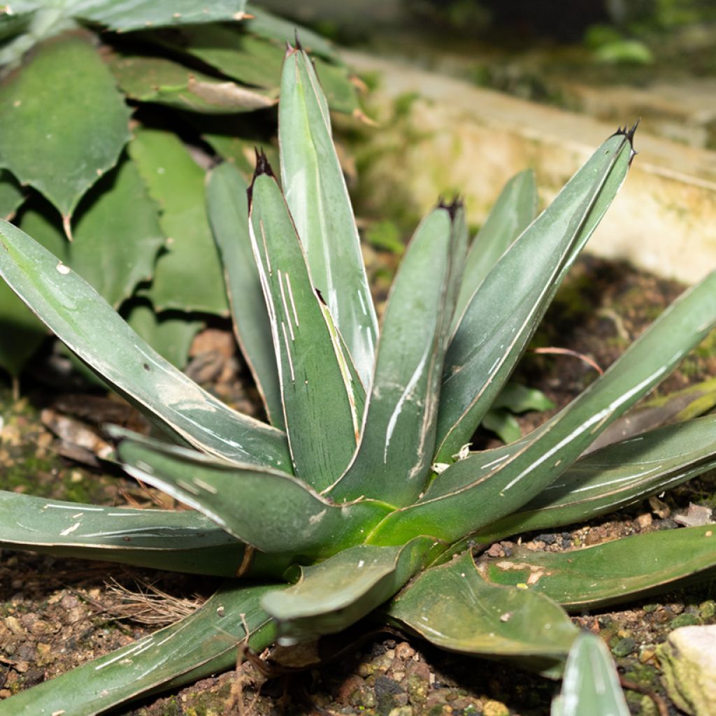 Agave victoriae-reginae