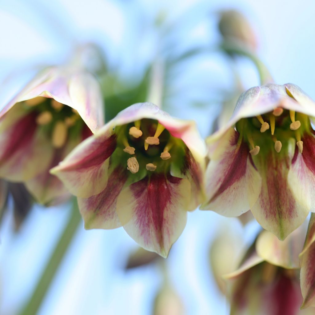 Allium nectaroscordum - Aglio della Sicilia