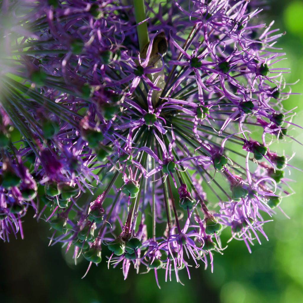 Allium rosenbachianum - Aglio ornamentale