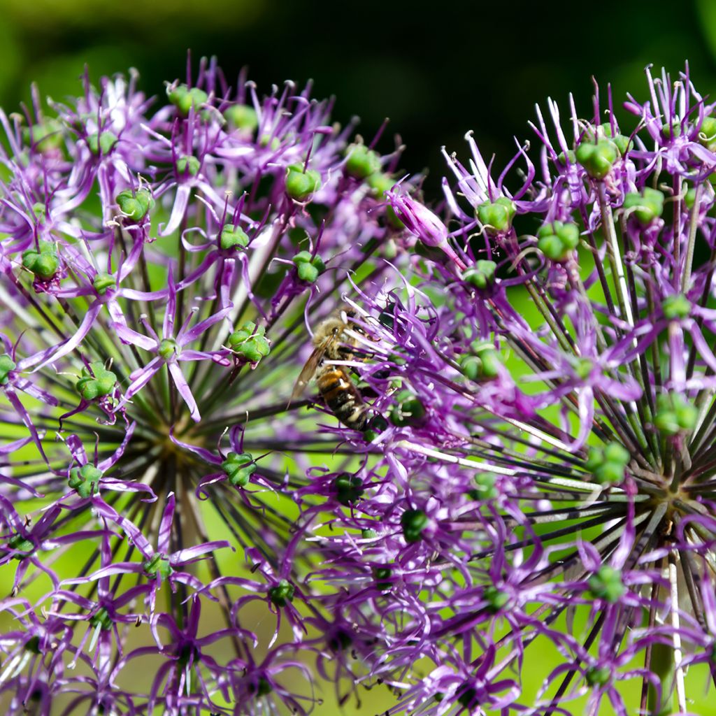 Allium rosenbachianum - Aglio ornamentale