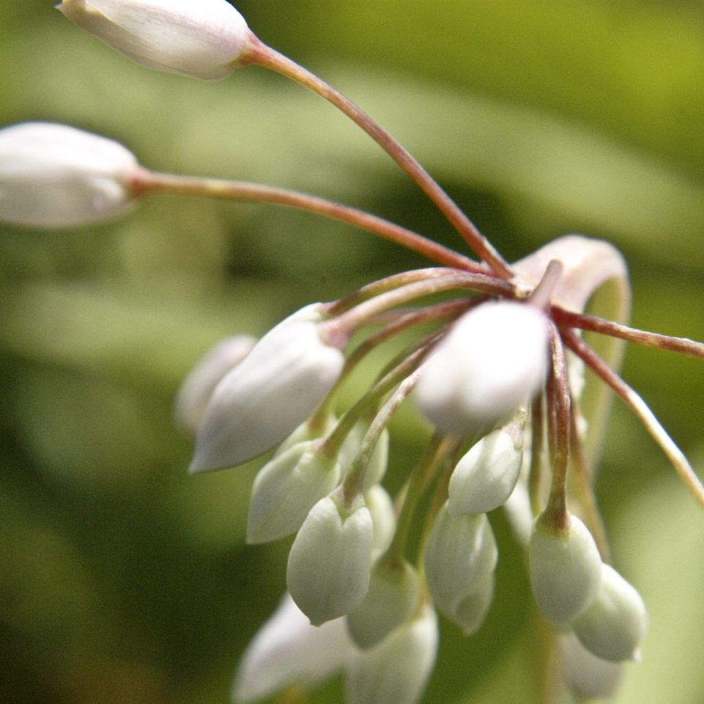 Allium cernuum White Dwarf - Aglio ornamentale