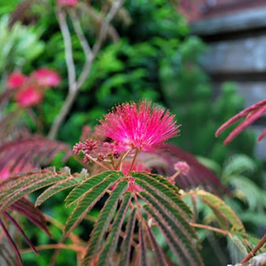 Albizia julibrissin Evi's Purple - Arbre à soie