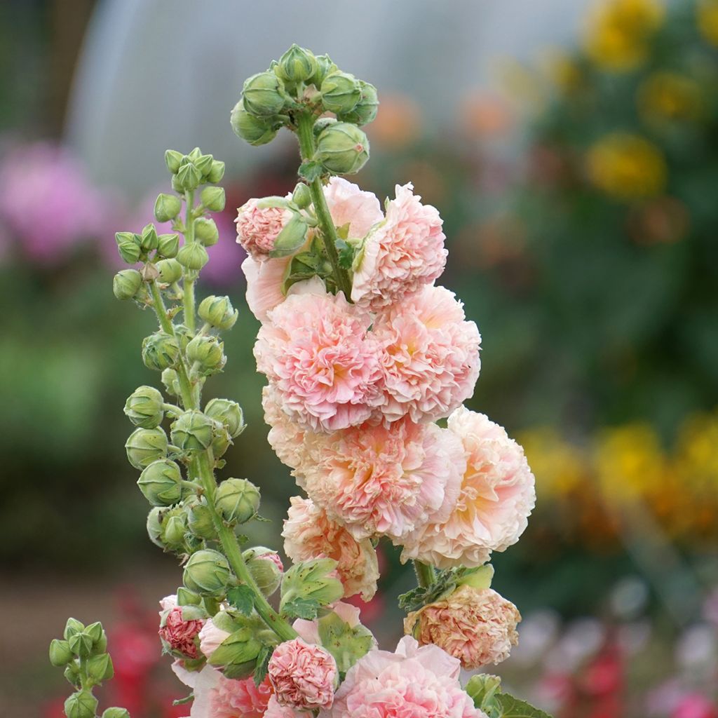 Alcea rosea Chater's Double saumon - Malvarosa
