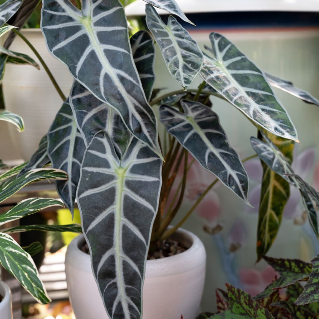 Alocasia Bambino - Orecchie d'Elefante