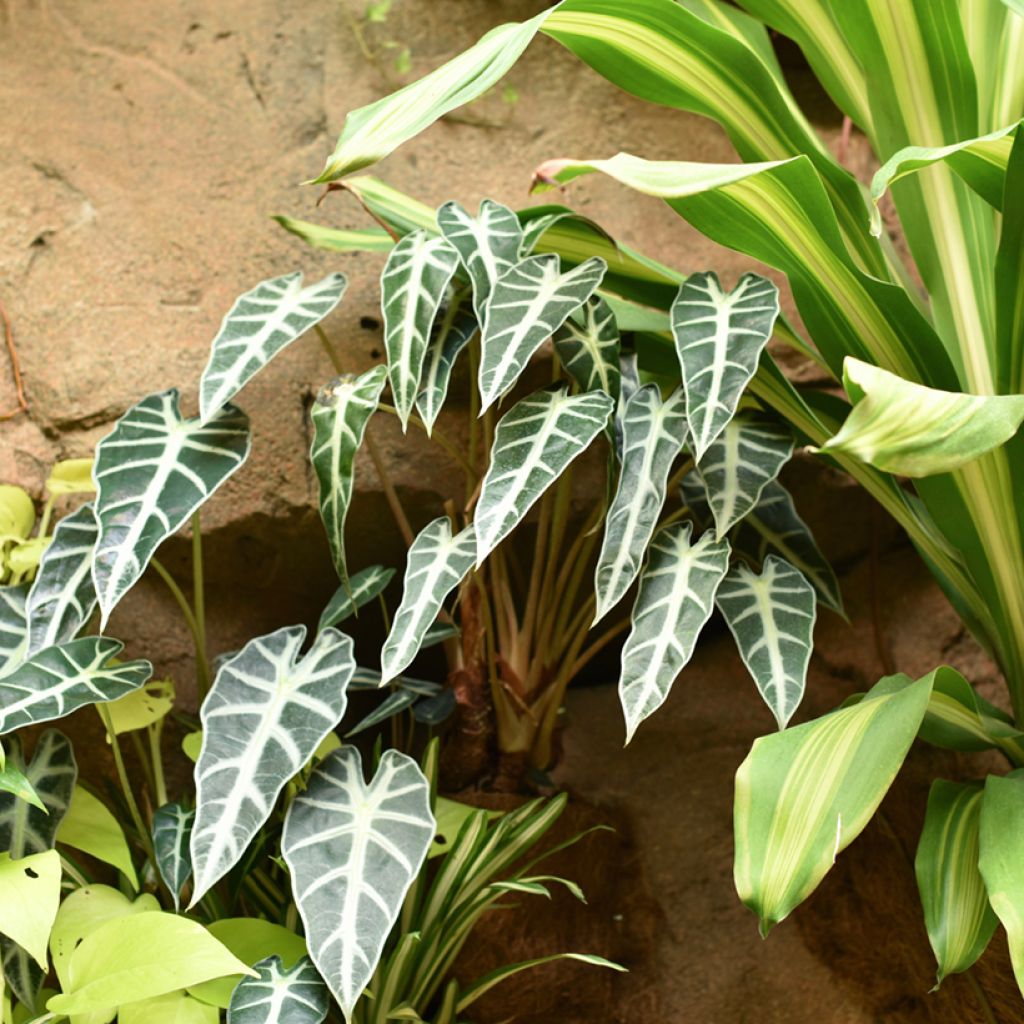 Alocasia Bambino - Orecchie d'Elefante