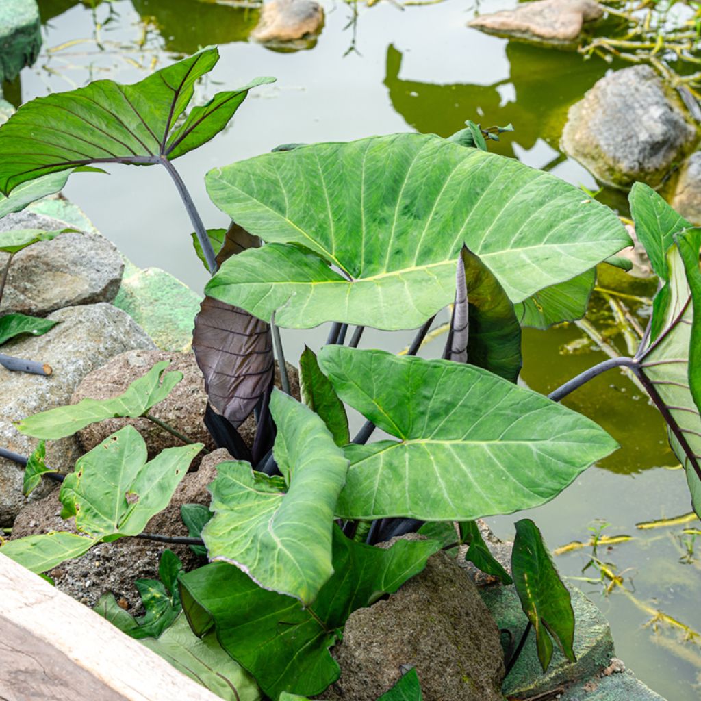 Alocasia Black Stem - Orecchie d'Elefante
