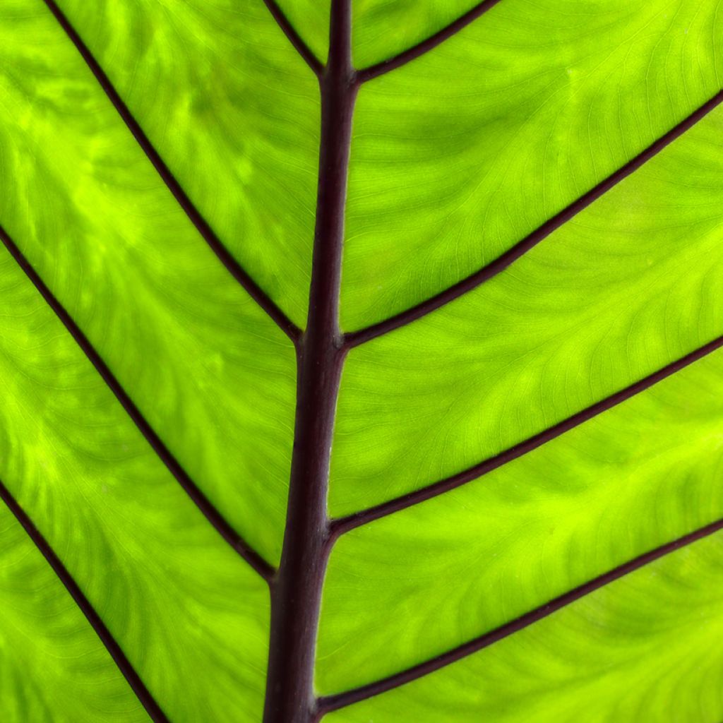 Alocasia Black Stem - Orecchie d'Elefante