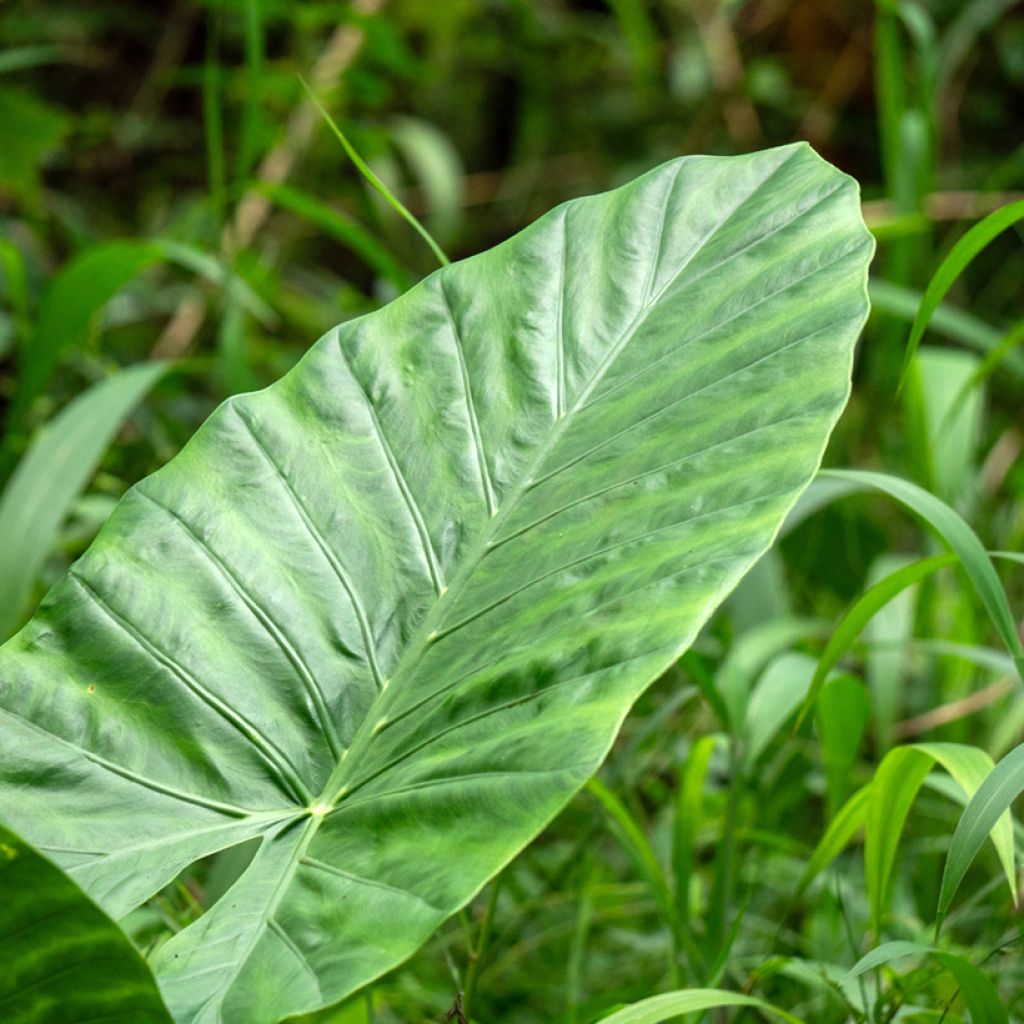 Alocasia Calidora - Orecchie d'Elefante