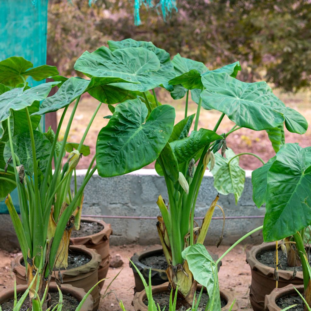 Alocasia Calidora - Orecchie d'Elefante