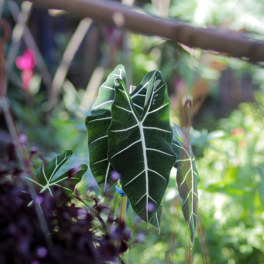Alocasia Frydek - Orecchie d'Elefante