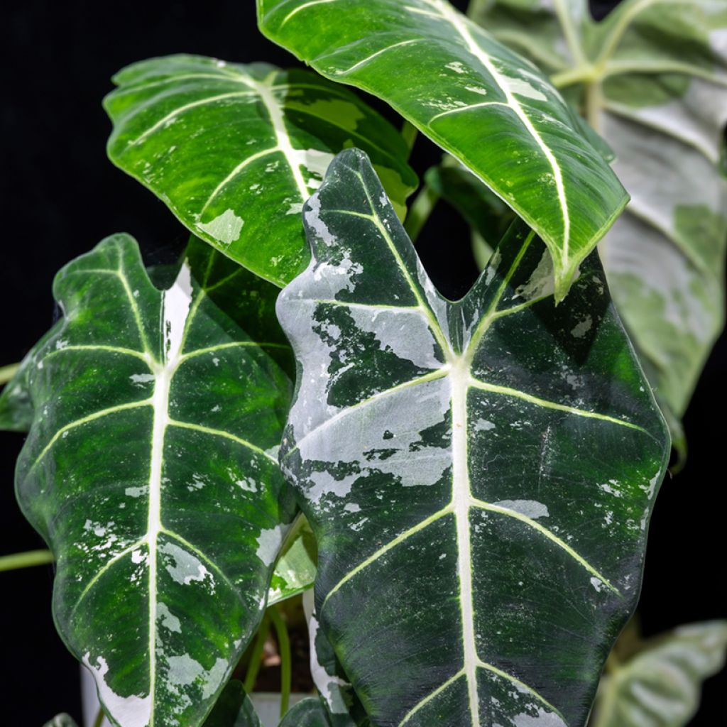 Alocasia Frydek Variegata - Orecchie d'Elefante