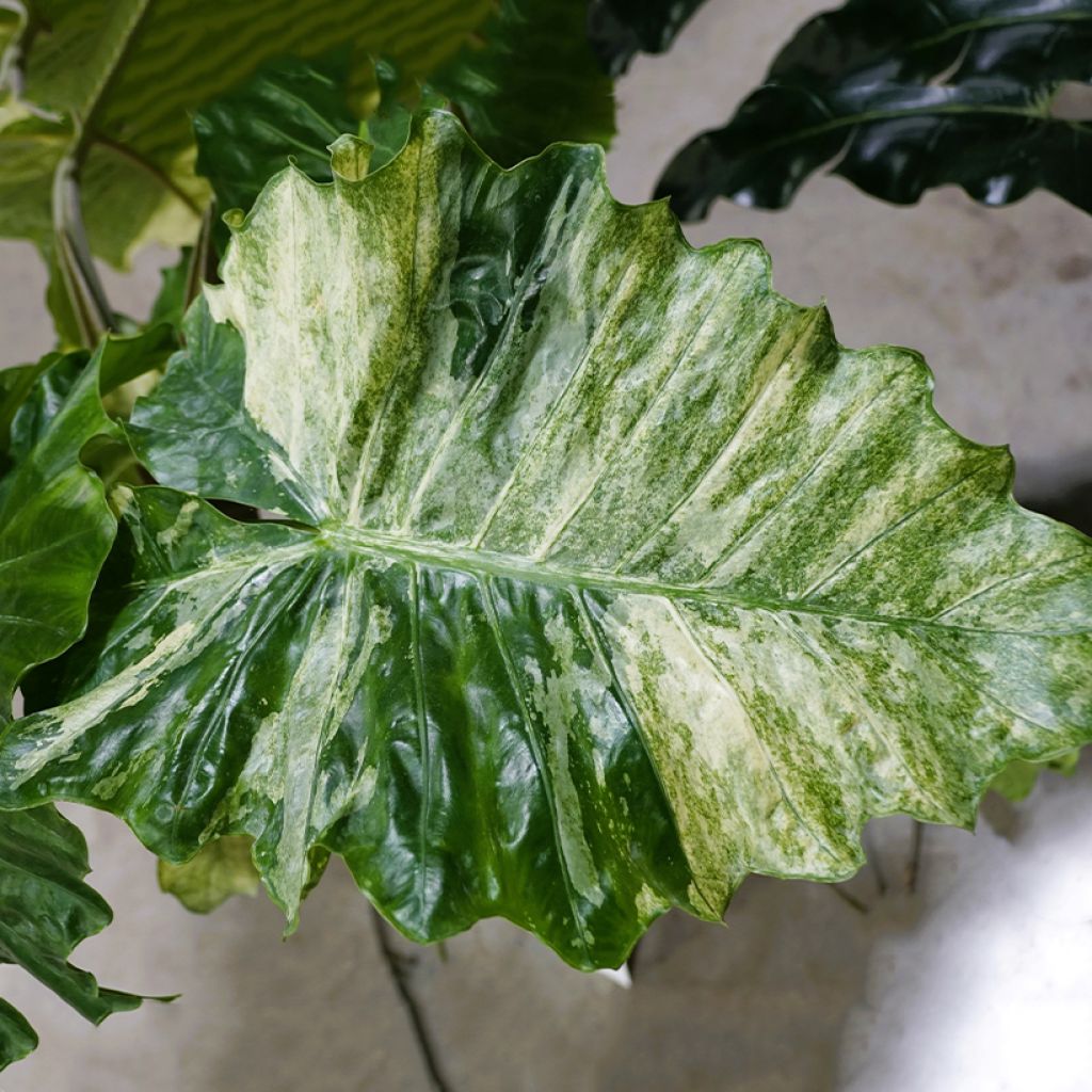 Alocasia Hualong - Orecchie d'Elefante
