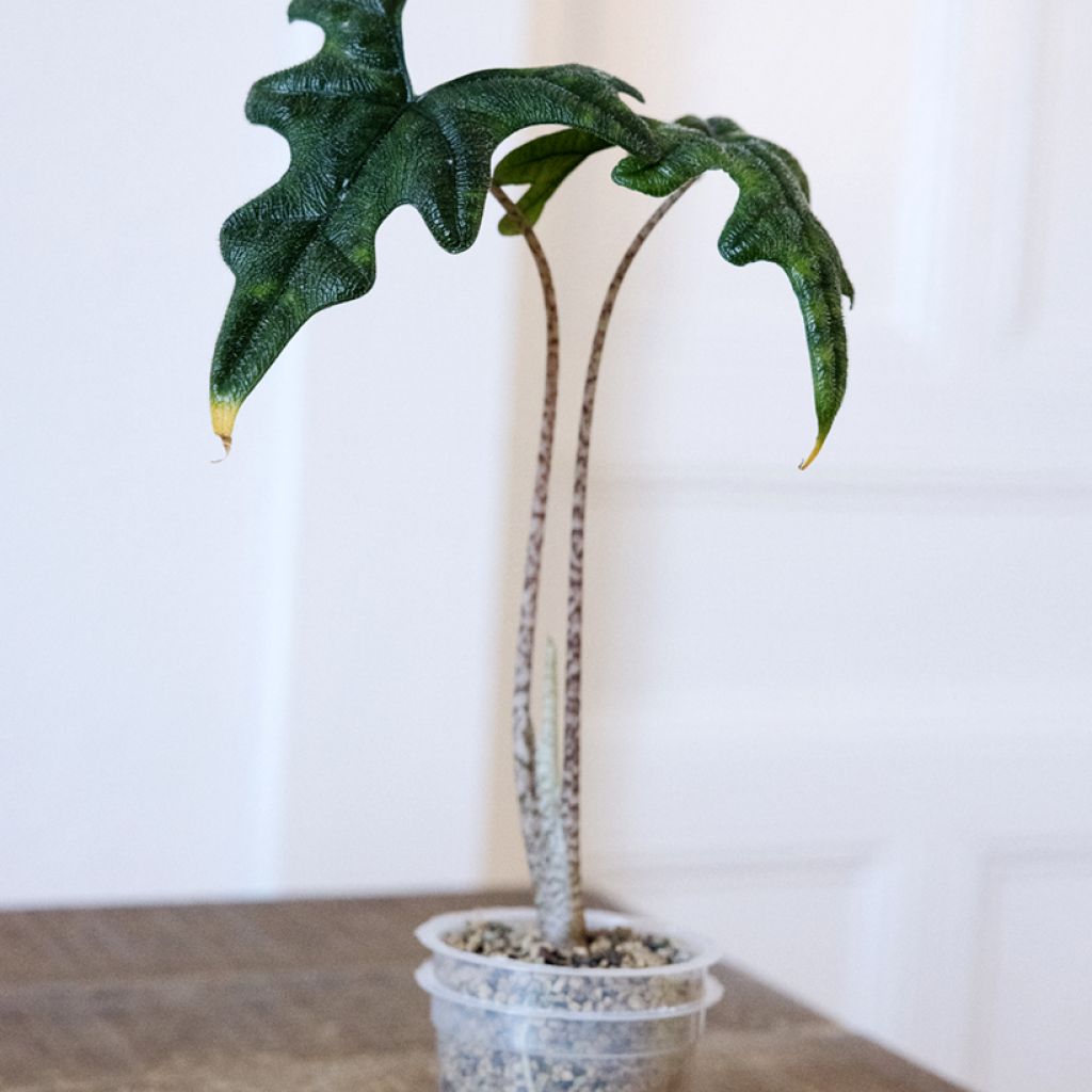 Alocasia Jacklyn - Orecchie d'Elefante