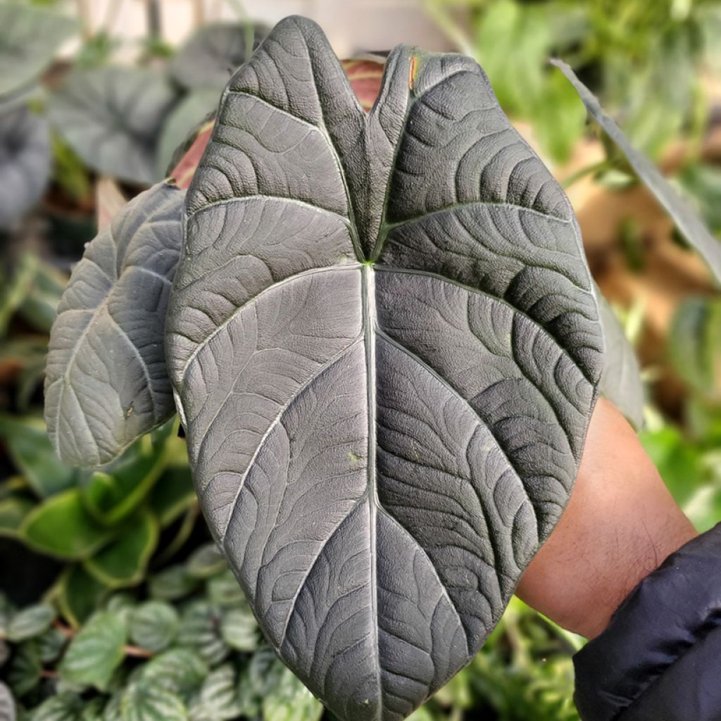 Alocasia Maharani - Orecchie d'Elefante