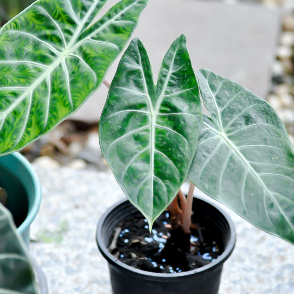 Alocasia Pink Dragon - Orecchie d'Elefante