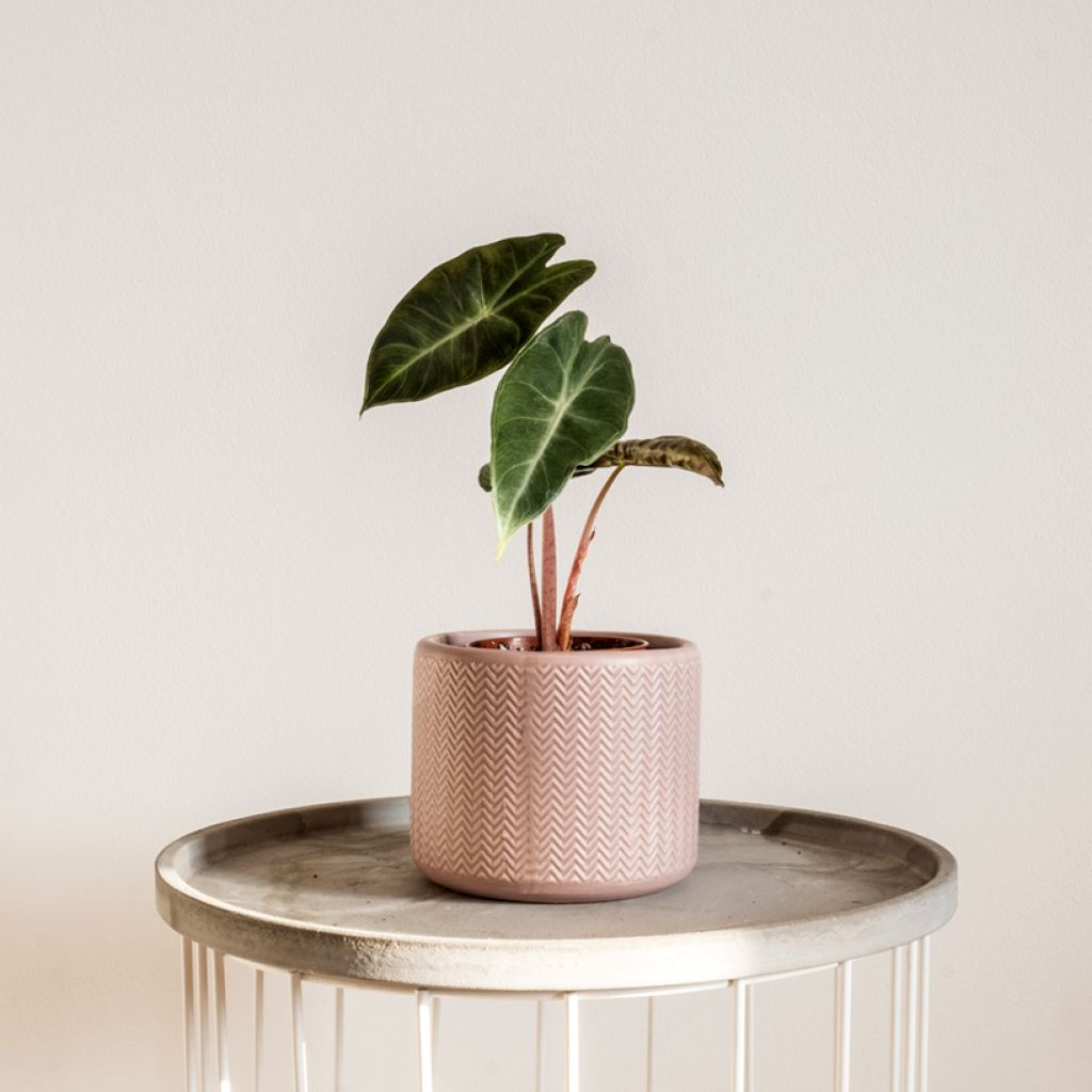 Alocasia Pink Dragon - Orecchie d'Elefante