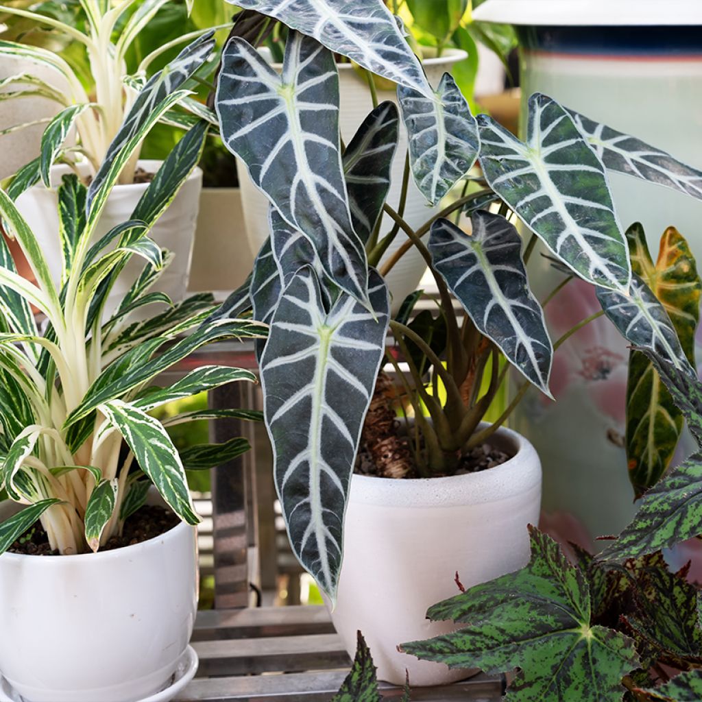 Alocasia Polly - Orecchie d'Elefante