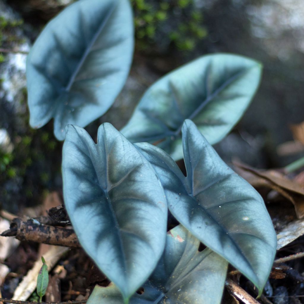 Alocasia reversa - Orecchie d'Elefante