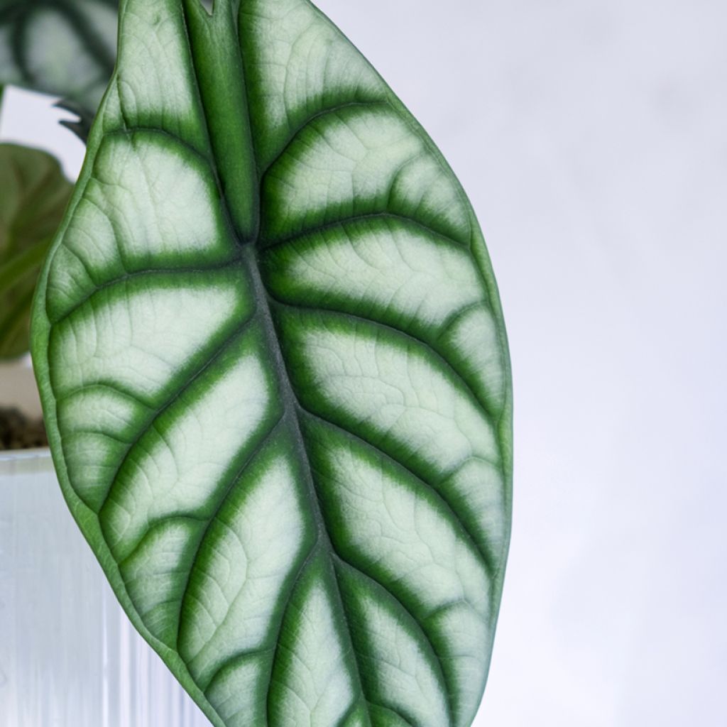 Alocasia Silver Dragon - Orecchie d'Elefante